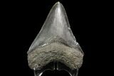 Serrated, Fossil Megalodon Tooth - Georgia #76469-1
